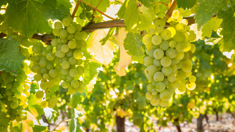 Sauvignon blanc grapes