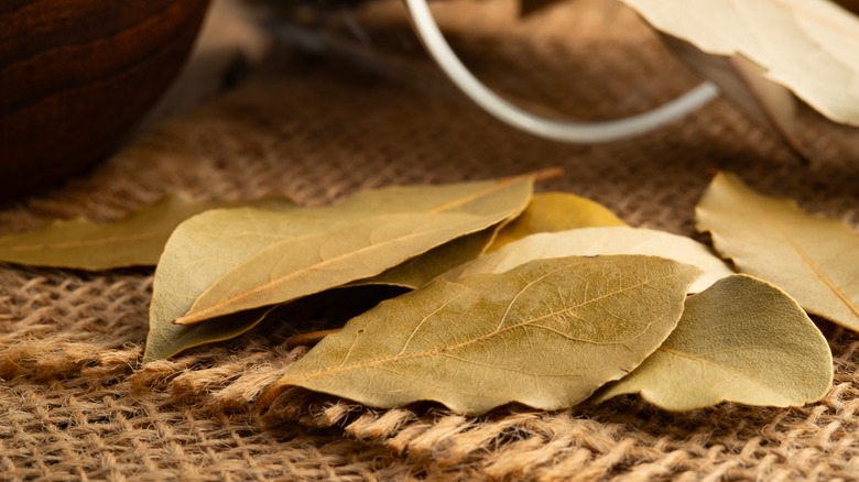Close-up shot of several bay leaves placed together