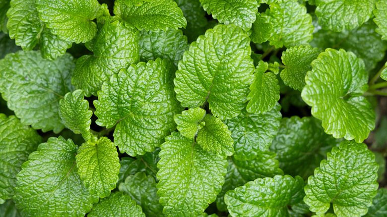Close-up shot of green mint leaves