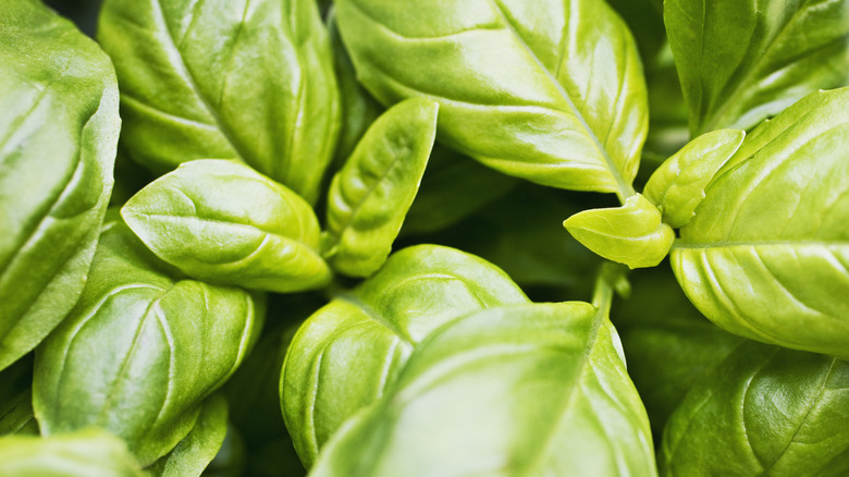 Bundle of fresh basil 