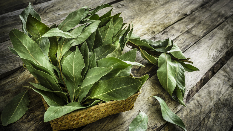 Basket of fresh bay leaves