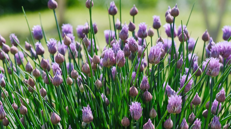 Fresh chives with flower