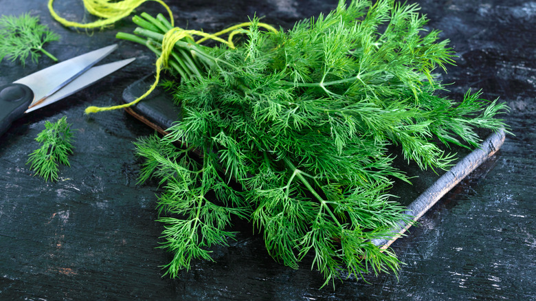 A bunch of fresh dill 