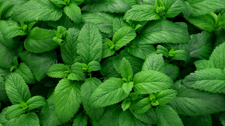 Fresh green mint leaves