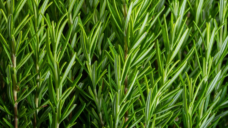 Fresh rosemary sprigs 