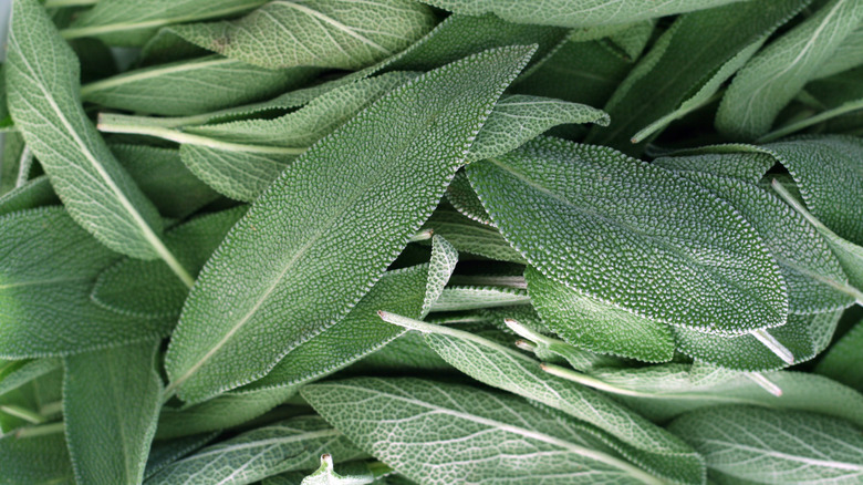 Fresh sage leaves 