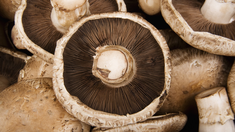 portobello mushrooms close up