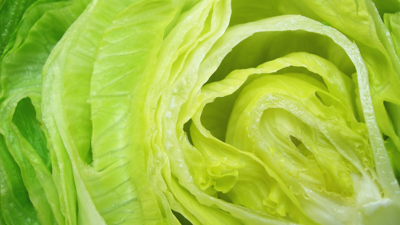 lettuce leaf close up