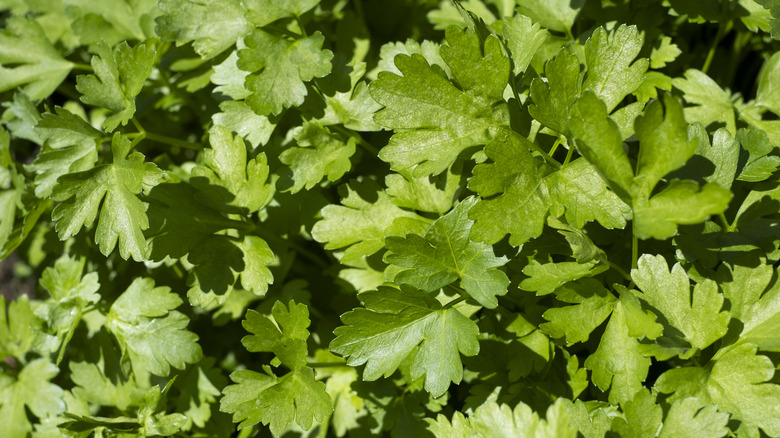 Fresh cilantro growing