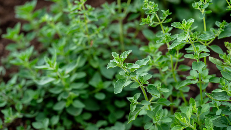 Fresh marjoram leaves growing