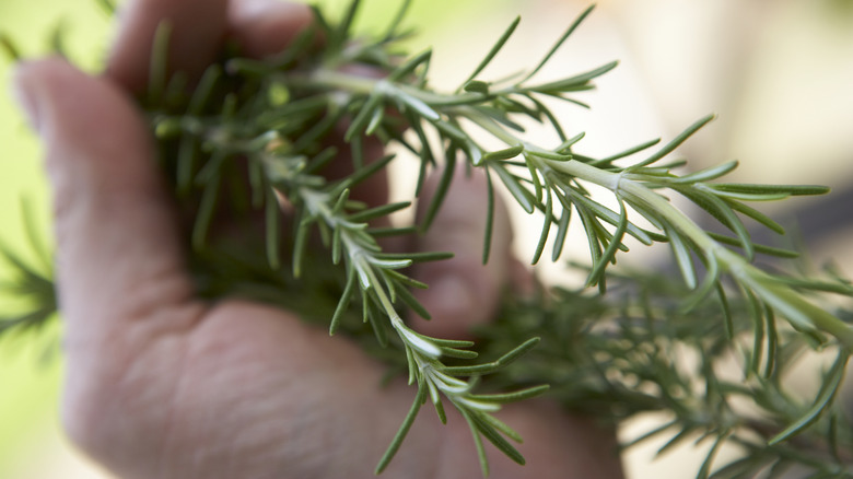 Hand holding sprigs of fresh rosemary