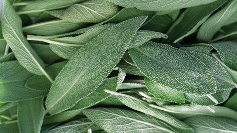 Pile of fresh sage leaves