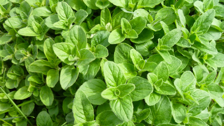 Bundle of fresh oregano