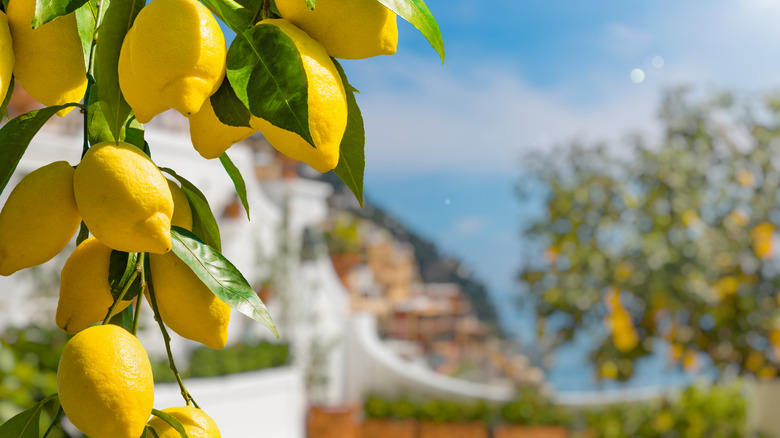 Amalfi coast lemons 