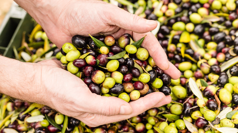 Handful of freshly picked olives