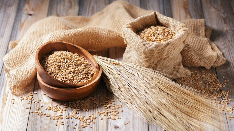 grains and spikelets of barley