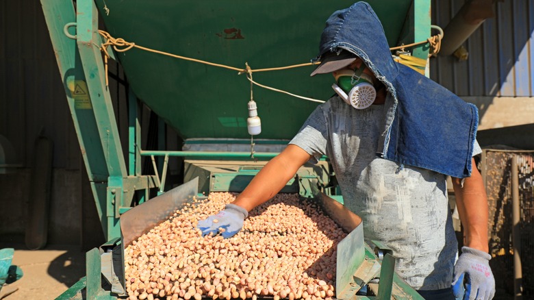 Man moving peanuts around on conveyor belt