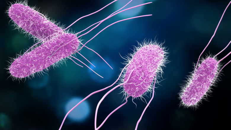 Salmonella bacteria