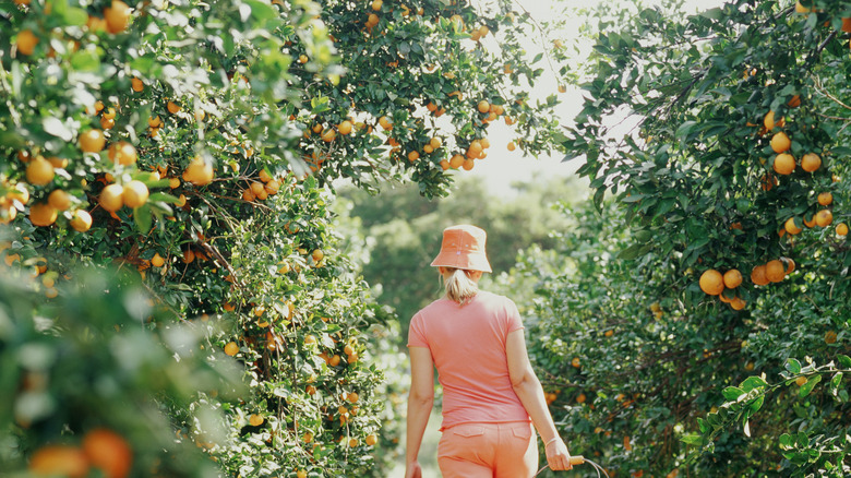 Person in pink outfit walking through an orange grove