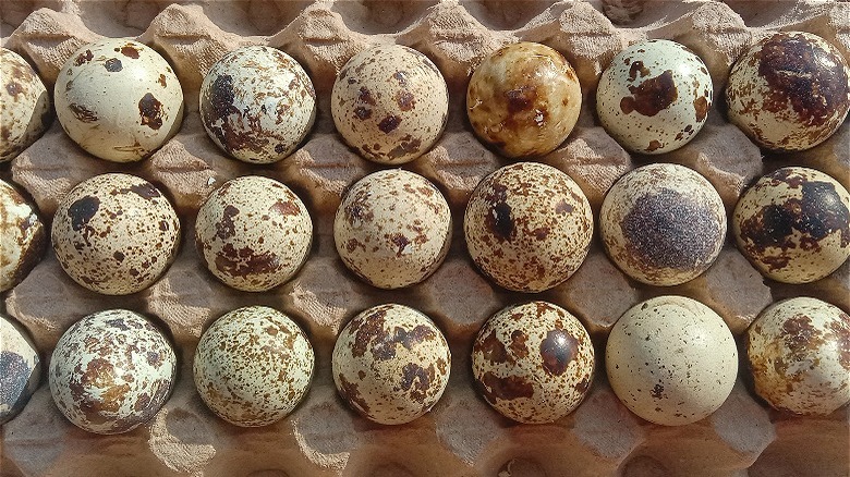 Carton of quail eggs