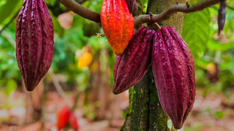 red cacao pods