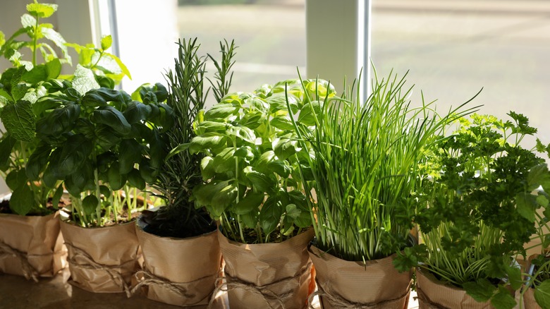 Fresh herbs in pots