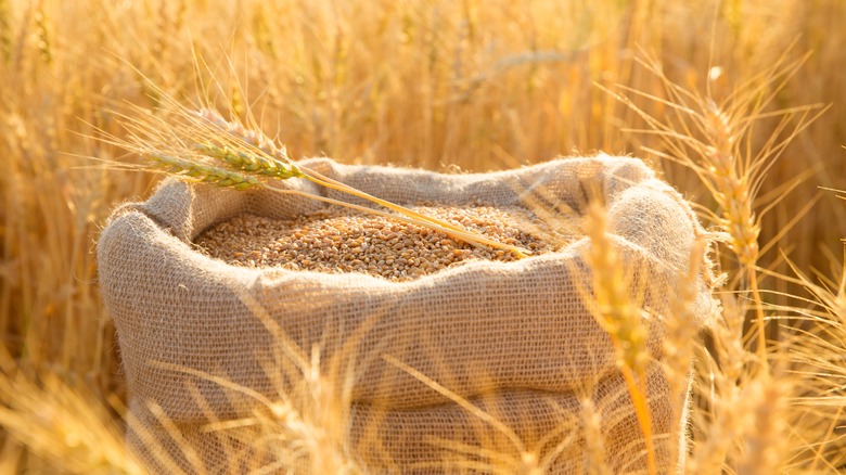 Freshly harvested wheat grains