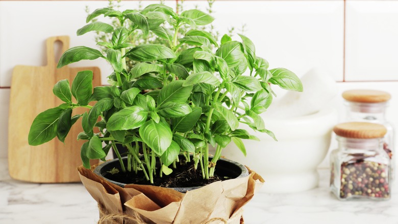 fresh basil on counter