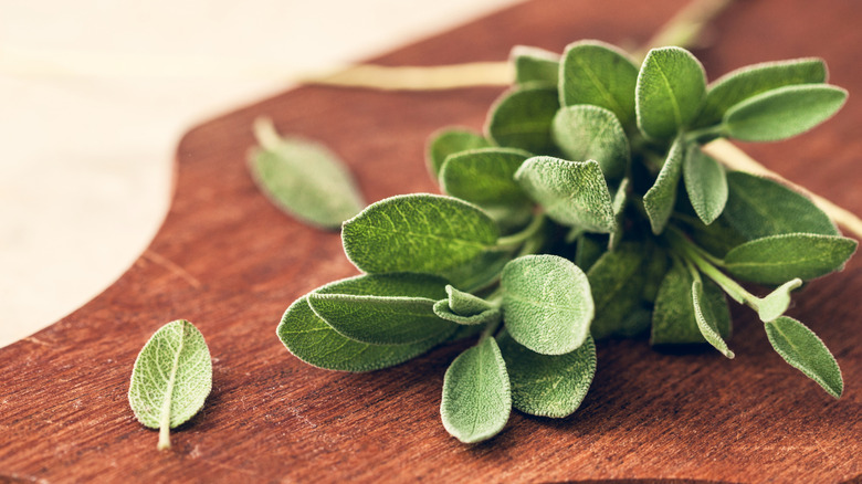 fresh sage leaves