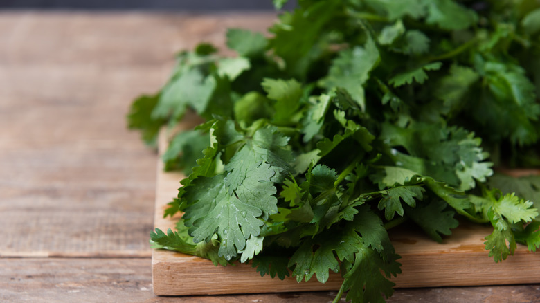 fresh cilantro herb