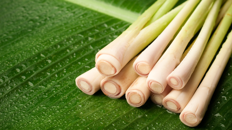 fresh lemongrass stalks