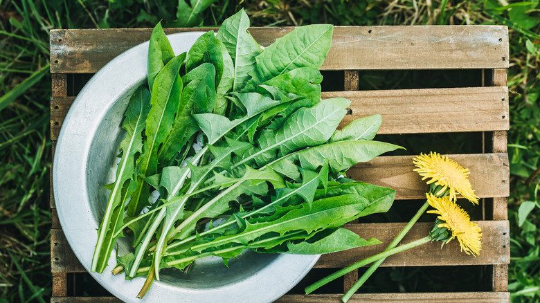 Plate of dandelion greens