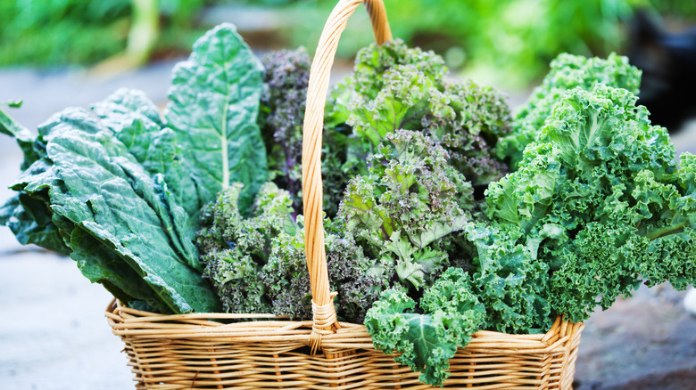 Several varieties of kale 