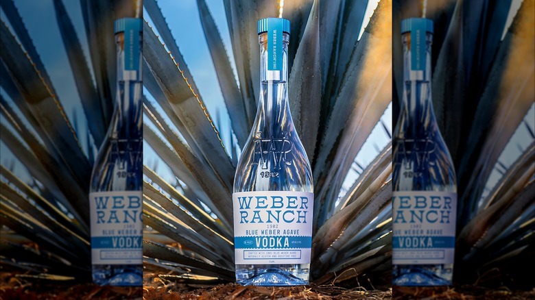 Bottle of Weber Ranch vodka in front of an agave plant