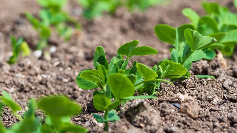 Green pea shoots