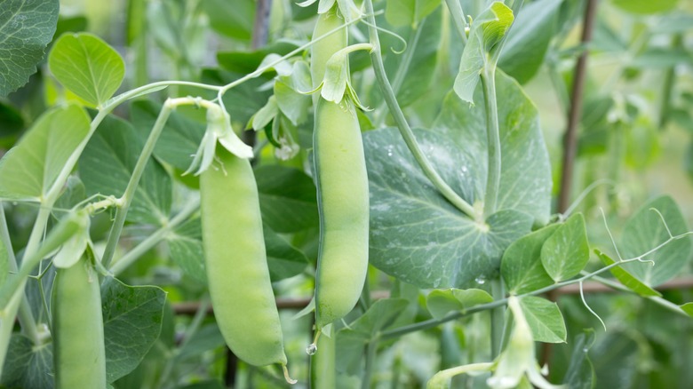 Sugar snap peas 