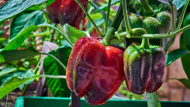 Red, green bell peppers growing