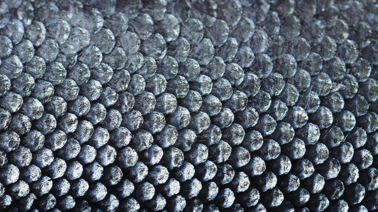 closeup salmon scales