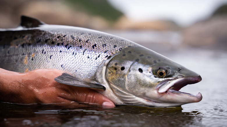 live salmon in hands