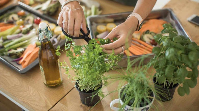 Woman cutting herbs with shears