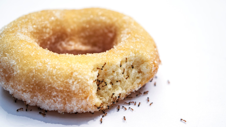 Ants eating old donut