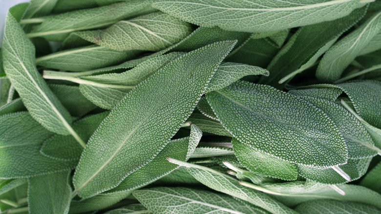 bright green sage leaves 