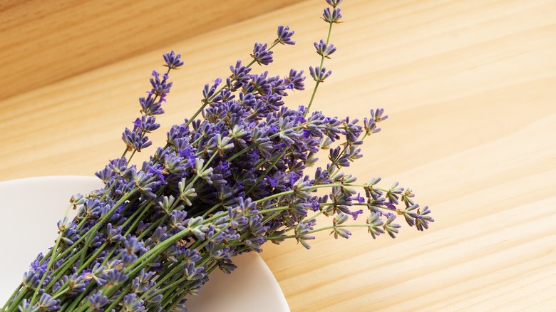 A bunch of dried lavender on a white plate