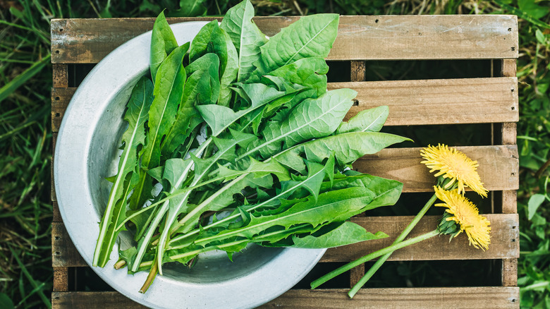 Fresh dandelion greens