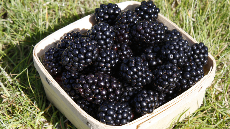 punnet of blackberries