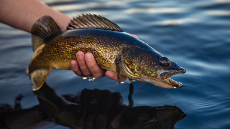 holding wild-caught trout