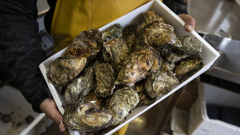 Farm-raised oysters in bin