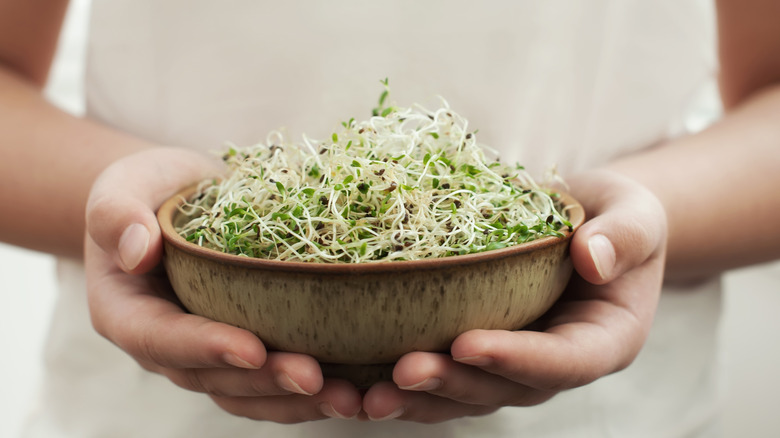 bowl of alfalfa sprouts