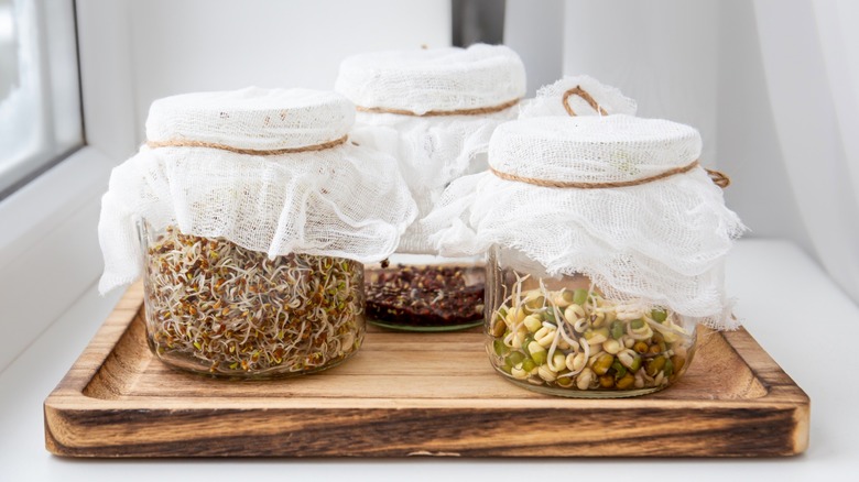 Sprouting seeds in glass jars