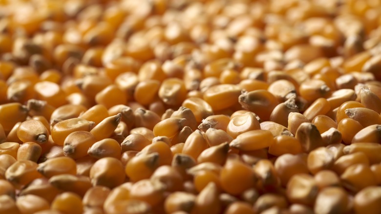 close-up of popcorn kernels